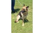 Adopt Delilah a Brown/Chocolate German Shepherd Dog / Mixed dog in Larned