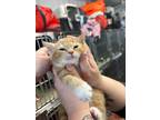 Adopt Ray a Orange or Red Domestic Shorthair / Domestic Shorthair / Mixed cat in