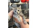 Adopt Waves a Gray or Blue Domestic Shorthair / Domestic Shorthair / Mixed cat
