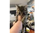 Adopt Buckets a Brown or Chocolate Domestic Shorthair / Domestic Shorthair /