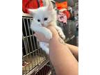 Adopt Roche a White Domestic Longhair / Domestic Shorthair / Mixed cat in
