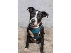 Adopt Peep a Black - with White Labrador Retriever / American Pit Bull Terrier /