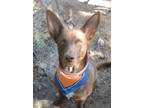 Adopt Teddy a Brown/Chocolate Labrador Retriever / Mixed dog in Carlsbad