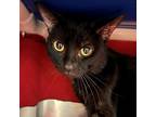 Adopt Yeti a All Black Domestic Shorthair / Domestic Shorthair / Mixed cat in