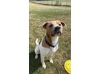 Adopt Reggie a White Mixed Breed (Medium) / Mixed dog in Chilton, WI (38400462)