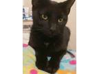 Adopt BG (Beautiful Girl) a All Black Domestic Shorthair (short coat) cat in