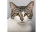 Adopt Adonis a White (Mostly) Domestic Shorthair (short coat) cat in Chicago