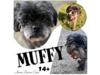 Adopt Muffy a Black Lhasa Apso / Shih Tzu / Mixed dog in Akron, OH (38401305)
