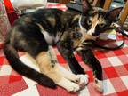 Adopt Little Bit a Calico or Dilute Calico Domestic Shorthair (short coat) cat