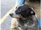 Adopt Fergus a Tricolor (Tan/Brown & Black & White) Blue Heeler / Mixed dog in
