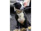 Adopt Klondike a Tricolor (Tan/Brown & Black & White) Blue Heeler / Mixed dog in