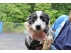 Adopt Reuben a Tricolor (Tan/Brown & Black & White) Blue Heeler / Mixed dog in