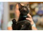 Adopt Jesse a Black (Mostly) Domestic Shorthair (short coat) cat in Salisbury