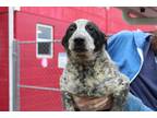 Adopt Rye a Tricolor (Tan/Brown & Black & White) Blue Heeler / Mixed dog in