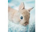 Adopt Rip a Cinnamon Netherland Dwarf / Mixed rabbit in Rixeyville