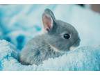 Adopt Dutton a Tri-color Netherland Dwarf / Mixed rabbit in Rixeyville