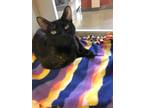 Adopt Susan a All Black Domestic Shorthair / Domestic Shorthair / Mixed cat in