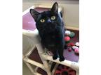 Adopt Ivan a All Black Domestic Shorthair / Domestic Shorthair / Mixed cat in