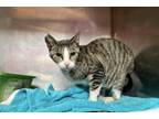 Adopt Crystal a Gray, Blue or Silver Tabby Domestic Shorthair (short coat) cat