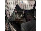 Adopt DRACO a All Black Domestic Shorthair / Mixed cat in Mangum, OK (38401904)