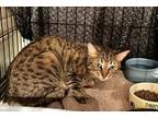 Adopt Mika a Spotted Tabby/Leopard Spotted Bengal (short coat) cat in Woodland