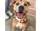 Adopt Lady a Tan/Yellow/Fawn American Staffordshire Terrier / Mixed dog in San