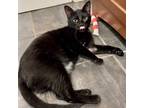 Adopt Crocodile a All Black Domestic Shorthair / Mixed cat in Fort Worth