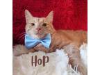Adopt Hop a Tan or Fawn Tabby Domestic Shorthair (short coat) cat in Greensburg