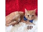 Adopt Hip a Orange or Red Tabby Domestic Shorthair (short coat) cat in