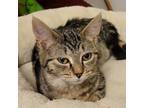 Adopt Julianne a Brown Tabby Domestic Shorthair (short coat) cat in Bensalem