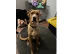 Adopt Crombie a Tan/Yellow/Fawn Shepherd (Unknown Type) / Mixed dog in Spruce