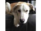 Adopt Aber a Tan/Yellow/Fawn Mixed Breed (Large) / Mixed dog in Spruce Grove