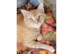 Adopt Sunshine a Orange or Red Tabby Domestic Shorthair (short coat) cat in