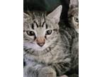 Adopt Jubilee a Brown or Chocolate Domestic Shorthair / Domestic Shorthair /