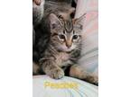 Adopt Peaches a Brown or Chocolate Domestic Shorthair / Domestic Shorthair /