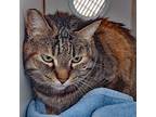 Adopt Pepe Le Pew a Gray, Blue or Silver Tabby Domestic Shorthair (short coat)