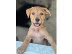 Adopt Apollo a Tan/Yellow/Fawn American Pit Bull Terrier / Mixed dog in