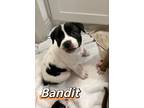 Adopt Bandit a White - with Black Cattle Dog / Mixed dog in Dallas