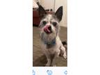 Adopt Spikey a White - with Black Mixed Breed (Small) / Mixed dog in