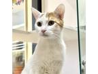 Adopt Zuko a White Domestic Shorthair / Mixed cat in Pleasanton, CA (38403921)