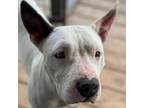 Adopt Lady a White - with Tan, Yellow or Fawn American Staffordshire Terrier /