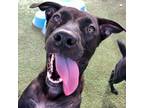 Adopt Dakota a Black Labrador Retriever / Mixed dog in San Antonio