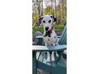 Adopt Scout - in Massachusetts a White - with Black Dalmatian / Mixed dog in