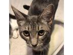 Adopt Dimitri JG a Gray or Blue Domestic Shorthair / Mixed cat in Baltimore