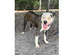 Adopt Peppermint Patty a Gray/Silver/Salt & Pepper - with White American Pit