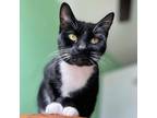 Adopt Lucy a All Black Domestic Shorthair / Mixed cat in Gibsonia, PA (38404734)