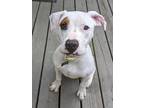 Adopt Scout 604-23 a White Boxer / Mixed dog in Cumming, GA (38404838)