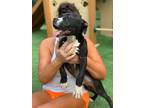 Adopt Abel a Black - with White Terrier (Unknown Type, Medium) / Mixed dog in