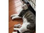 Adopt Tiny a Brown Tabby Domestic Shorthair (short coat) cat in New York