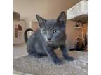 Adopt Ghost a Gray or Blue Domestic Shorthair / Mixed cat in San Jose